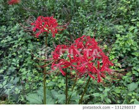 Red spider lily 1 Red spider lily 1 131298037
