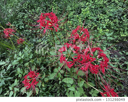 red amaryllis 2 131298049