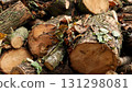 Men's hands fold sawn wood. 131298081