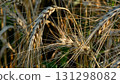 Ears of ripe yellow wheat in the field. Close-up.  131298082