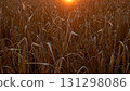A field with ripe golden wheat  131298086