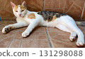 cat lying on the sidewalk outside, basking in the sun and squinting her eyes 131298088