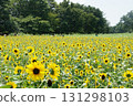 一座盛開著向日葵的山丘 131298103