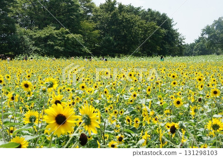 一座盛開著向日葵的山丘 131298103