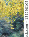 閃耀的黃色秋葉 131298105