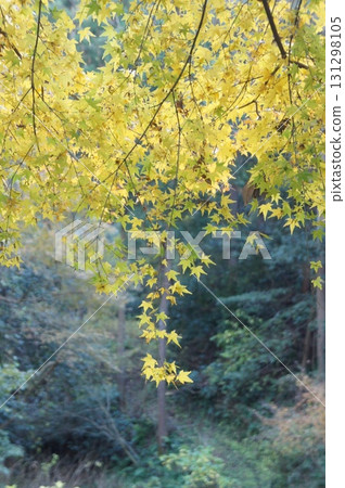 閃耀的黃色秋葉 131298105