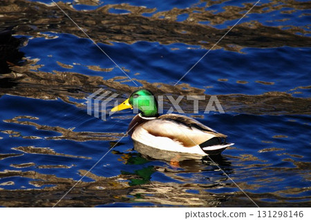 The male mallard has a shiny green head and yellow bill. The male mallard has a shiny green head and yellow bill. 131298146