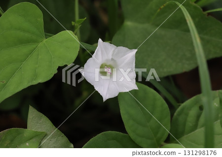 Small white morning glory flowers blooming in an autumn field Small white morning glory flowers blooming in an autumn field 131298176