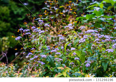 秋季花壇紫莖澤蘭 131298196