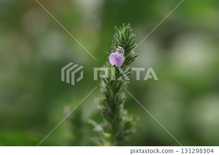 Small pink foxglove flowers blooming in an autumn field Small pink foxglove flowers blooming in an autumn field 131298304