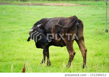 沖繩縣石垣島伊原馬市 沖繩縣石垣島伊原馬市 131298412