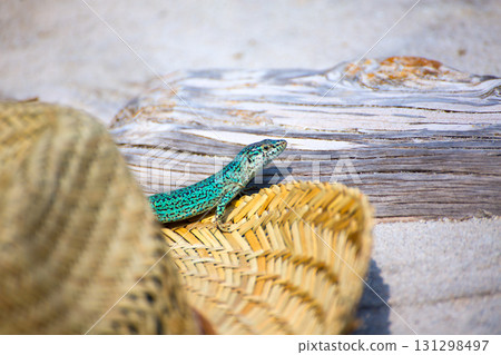 Formentera lizard Podarcis pityusensis formenterae Formentera lizard Podarcis pityusensis formenterae 131298497
