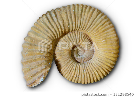 Ammonites fossil in Valencian Community Spain 131298540