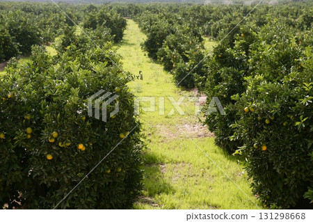 Orange tree field in a row Orange tree field in a row 131298668