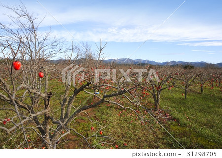 persimmon fruits on trees field agriculture persimmon fruits on trees field agriculture 131298705