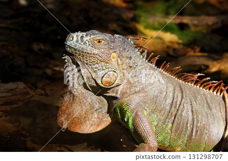 Iguana from mexico profile portrait detail macro 131298707
