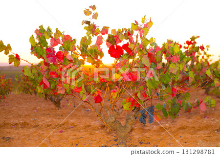 Autumn golden red vineyards sunset in Utiel Requena Autumn golden red vineyards sunset in Utiel Requena 131298781
