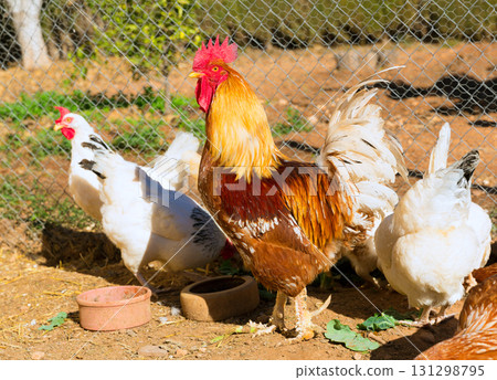 Rooster and hens in the house poultry Rooster and hens in the house poultry 131298795