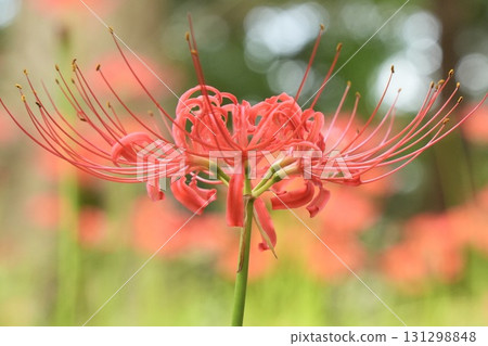 美麗的簇生孤挺花，背景虛化，閃閃發光 131298848