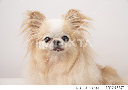 Chihuahua bust up with white background 131298871