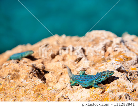 formentera lizard Podarcis pityusensis formenterae formentera lizard Podarcis pityusensis formenterae 131298941