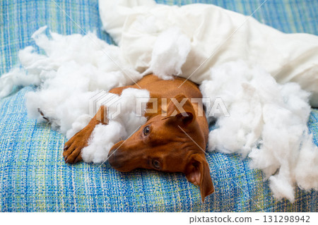 naughty playful puppy dog after biting a pillow naughty playful puppy dog after biting a pillow 131298942