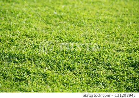 Green grass texture macro selective focus 131298945