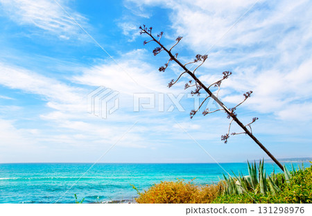 Agave flower like Mediterranean scenery 131298976