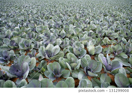 Cabbage fields, rows of vegetable food 131299008