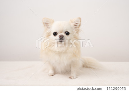 白色背景和吉娃娃盧安娜 131299053