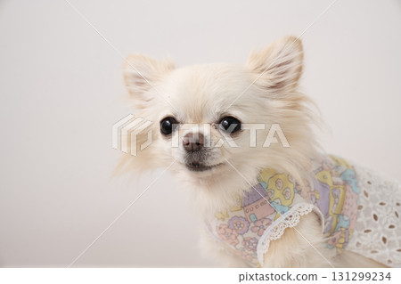 白色背景和吉娃娃盧安娜 131299234