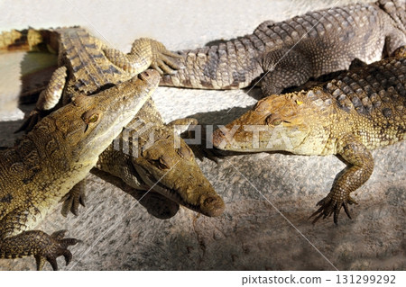 Crocodiles having a sun bath in South America 131299292