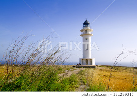 Barbaria berberia cape lighthouse Formentera meadow Barbaria berberia cape lighthouse Formentera meadow 131299315
