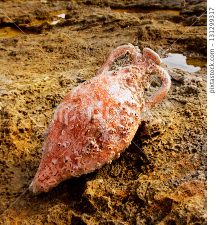 Amphora roman with marine fouling in Mediterranean Amphora roman with marine fouling in Mediterranean 131299317