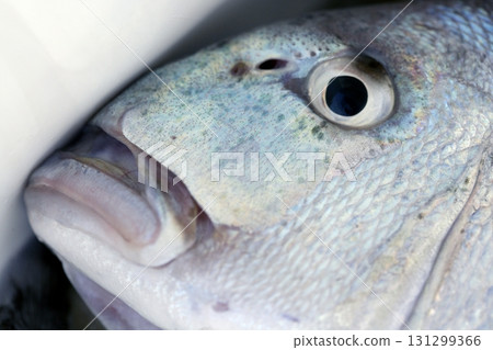 Denton, Mediterranean sparus fish, gilthead, snapper Denton, Mediterranean sparus fish, gilthead, snapper 131299366
