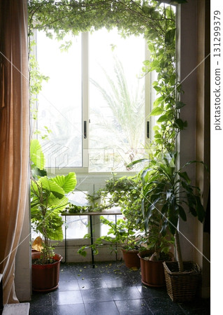 Backlit in a house room with plants 131299379