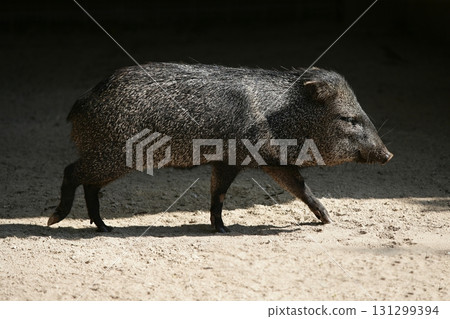 Little Pecari pig walking between sun  shadows 131299394