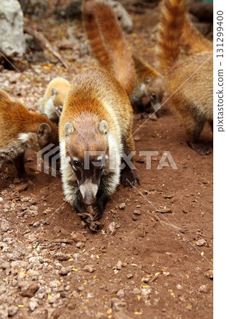 Coati ring Tailed Nasua Narica animal 131299400
