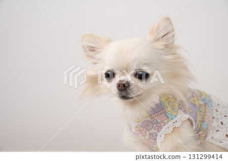 白色背景和吉娃娃盧安娜 131299414