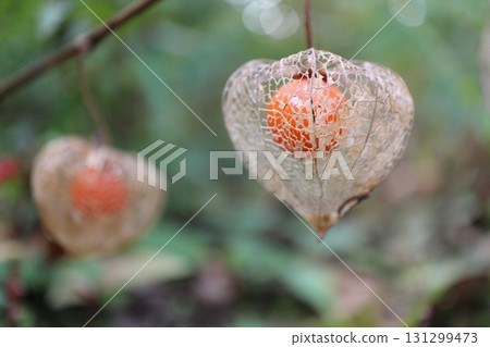 Openwork Physalis at Mukojima Hyakkaen in Tokyo 131299473