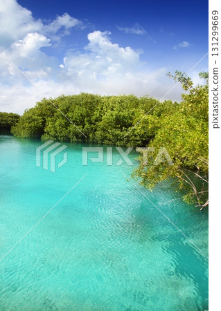 cenote mangrove turquoise water Mayan Riviera 131299669