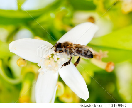 Bee pollinating orange blossom flower in spring Bee pollinating orange blossom flower in spring 131299671