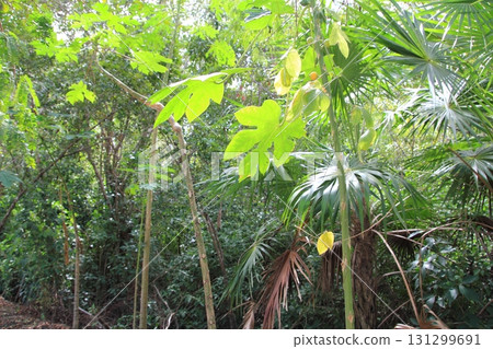 jungle rainforest atmosphere green background jungle rainforest atmosphere green background 131299691