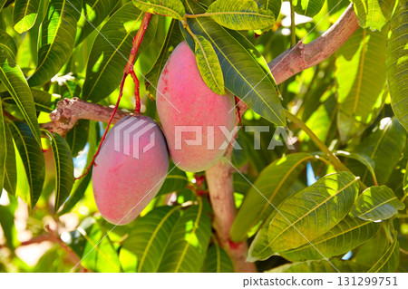 Mango tree with hanging mango fruits 131299751