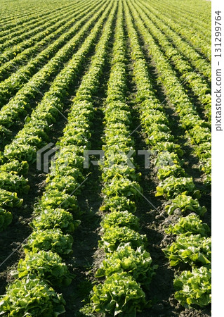 Lettuce field in Spain. Green plants perspective Lettuce field in Spain. Green plants perspective 131299764