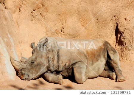 Rhinoceros rest on warm orange soil Rhinoceros rest on warm orange soil 131299781