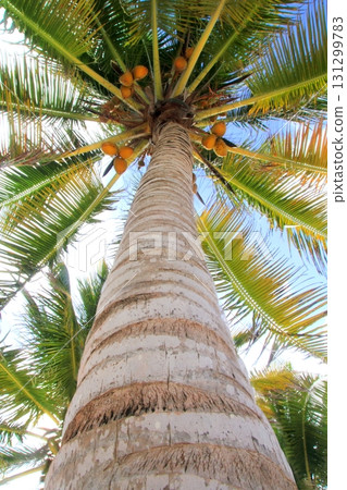 Coconuts palm tree perspective view from floor Coconuts palm tree perspective view from floor 131299783