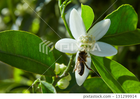 Orange blossom flowers in mediterranean tree Orange blossom flowers in mediterranean tree 131299914