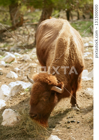 Bison eating front view powerful bull 131300000