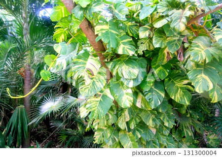 jungle rainforest atmosphere green background 131300004